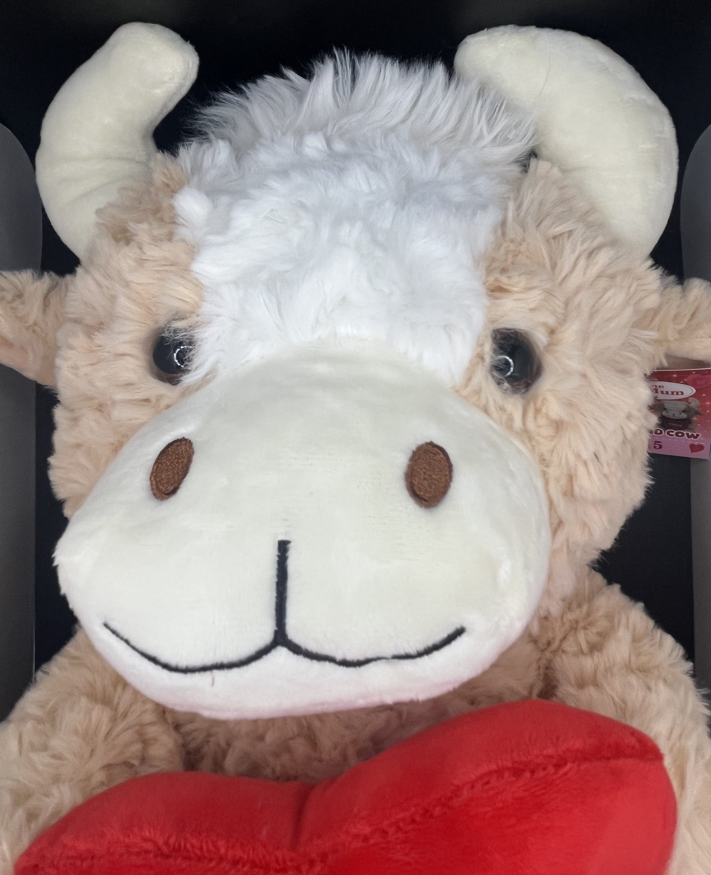 Highland Teddy- Mum